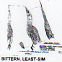 @^BITTERN/LEAST FULL