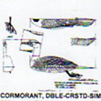 @^CORMORANT/DBLCRSTD FULL