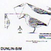 @^DUNLIN FULL