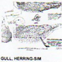 @^GULL/HERRING FULL