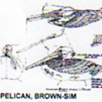 @^PELICAN/BROWN 1/3