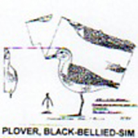 @^PLOVER/BLACKBELLIED FULL