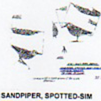 @^SANDPIPER/SPOTTED FULL