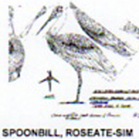 @^SPOONBILL/ROSEATE FULL