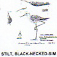 @^STILT/BLACKNECKED FULL