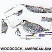 @^WOODCOCK/AMERICAN FULL