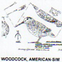 @^WOODCOCK/AMERICAN FULL