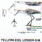 @^YELLOWLEGS/LESSER FULL