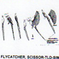 @^FLYCATCHER/SCSRTLD FULL