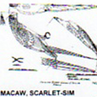 @^MACAW/SCARLET 1/2