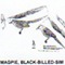 @^MAGPIE/BLACKBILLED FULL