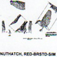 @^NUTHATCH/RDBRSTD FULL