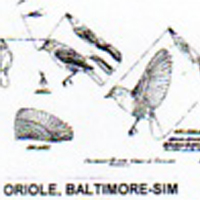 @^ORIOLE/BALTIMORE FULL