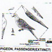 @^PIGEON/PASSENGER FULL