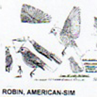 @^ROBIN/AMERICAN FULL