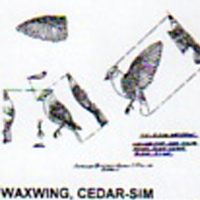 @^WAXWING/CEDAR FULL