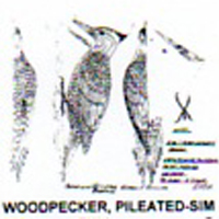 @^WOODPECKER/PILEATED FULL