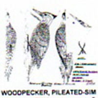 @^WOODPECKER/PILEATED 2/3