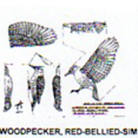 @^WOODPECKER REDBILLED FULL