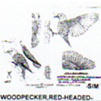 @^WOODPECKER/REDHEAD FULL