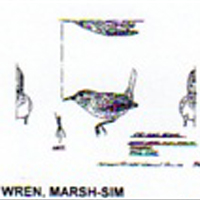 @^WREN/MARSH FULL