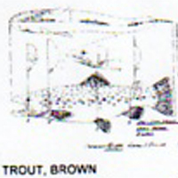@^TROUT/BROWN 13