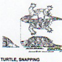 @^TURTLE/SNAPPING 8