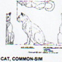 @^CAT/COMMON