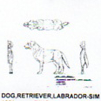 @^DOG/LABRADOR RETRVR 7
