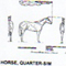 @^HORSE/QUARTER 7