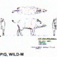 @^PIG/WILD 4