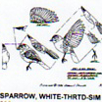 @^SPARROW/WHT-THRTD FULL