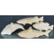 RAINBOW TROUT 10